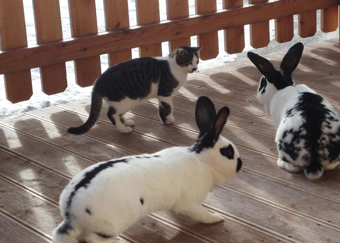 Schiessling Hof Lantgård Oberndorf in Tirol