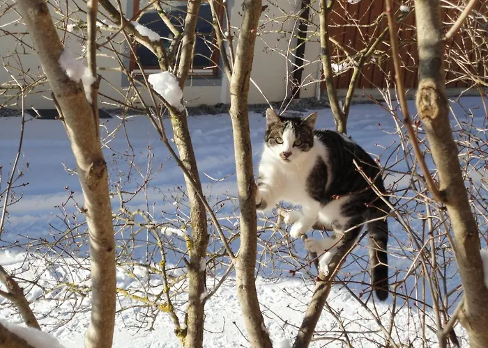 Lantgård Schiessling Hof *